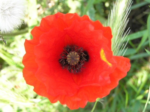 klaprozen zijn hele fotogenieke bloemen