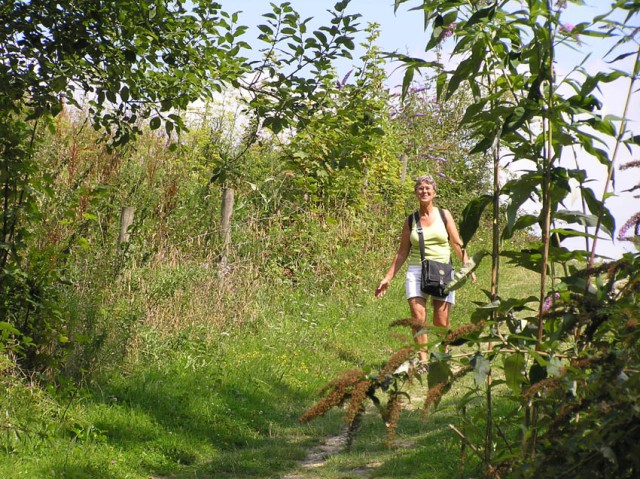 De northdownsway in de zomer: overal bloemen