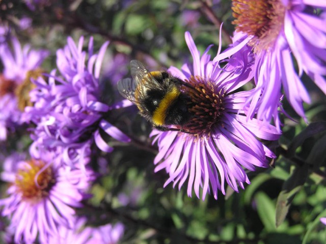 Zelfs midden in de herfst bloeide er nog allerlei bloemen uitbundig (al zijn dit dan wel herfstasters)