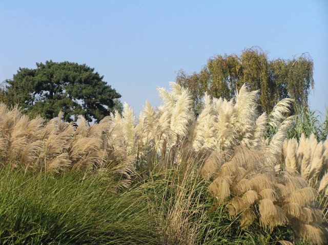 De grastuin van Kew was in de zon een waar feest