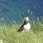 En dit is waarvoor we gekomen waren: de papegaaiduiker (door ons puffins genoemd, we waren tenslotte in een engelstalig land)