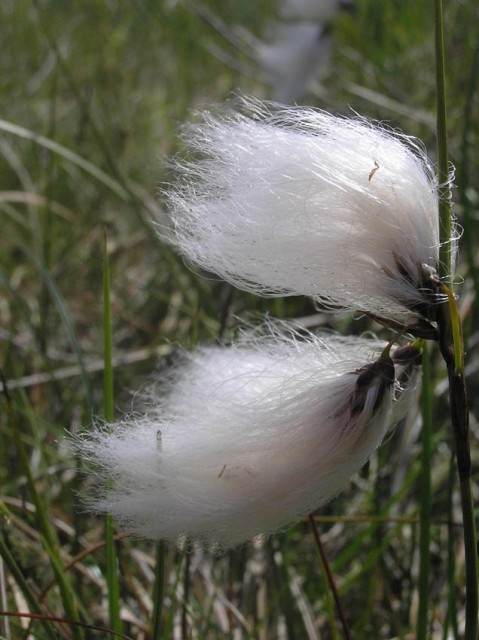 Een zeer fotografeerbaar plantje