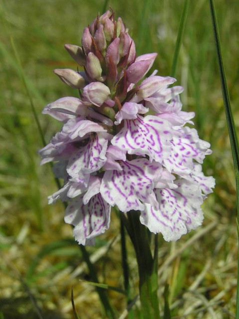 En ook deze orchidee was volop aanwezig