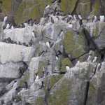 Zeekoeten (guillemots) op de kliffen van Ramsey