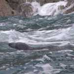 Een grijze zeehond
