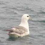 Niet te verwarren met de veel kleinere noordse pijlstormvogel (qua naam) of de zilvermeeuw (qua uiterlijk): de noordse stormvogel (fulmar)