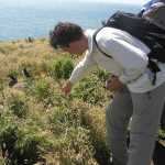 Hessel ontdekt papegaaiduikers (puffins)