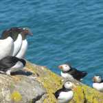 De familie alk: van links naar rechts gewone alk (razorbill), zeekoet (guillemot, met scherpe snavel) en papegaaiduiker (puffin)