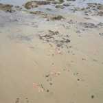 Een strand vol met zeesterren, hier had ik moeten zijn toen ik als kind de stranden van zeeland afspeurde naar deze beestjes