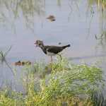 Kievitten zijn toch ook wel mooie vogels