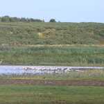 Na al het vogelgeweld in Schotland en Wales eerder dit jaar doet een kolonie kluten met een reiger heel erg aan thuis denken