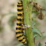 De rups van de st Jans vlinder (het beest zat op st Janskruid, vandaar dat ik hem herkende)