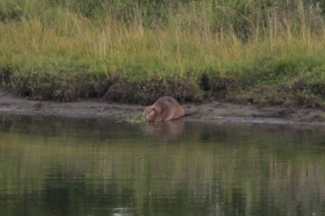 Een bever in de Snake rivier