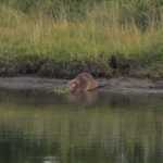 Een bever in de Snake rivier