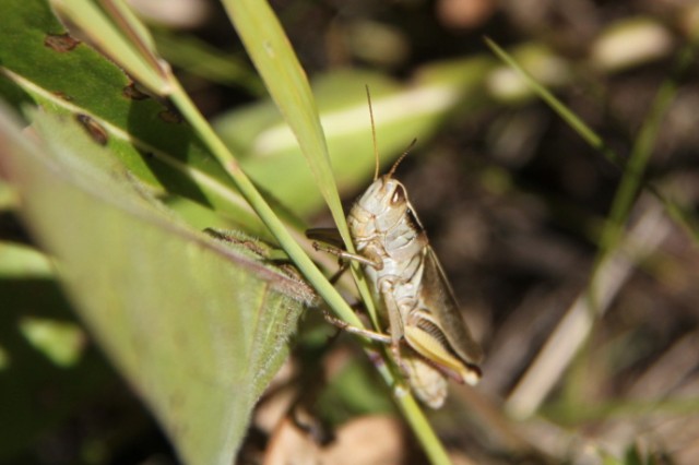 Het is altijd leuk om foto's te maken van de wat kleinere beestjes