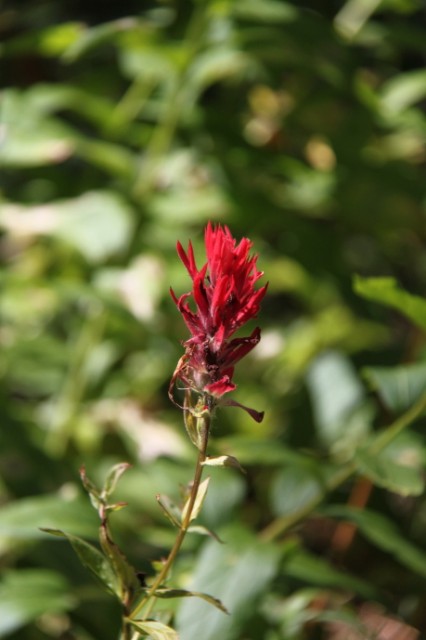 Deze bloem heet paintbrush en was overal in de Tetons te vinden