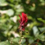 Deze bloem heet paintbrush en was overal in de Tetons te vinden