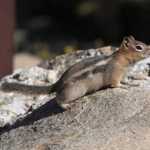 De zakkenroller van de bergen: de golden mantled ground squirrel (een eekhoorn): we hebben er een betrapt op het roven van noten uit een tas van een onoplettende toerist