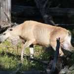 Mule deer, het meestvoorkomende hert in Grand Tetons en Yellowstone