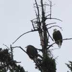 Een zwaar verregende boottrip leverde toch een mooi plaatje op van twee bald eagles (ondersoort van de zeearend).