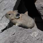 Het allerschattigste diertje van de rocky mountains: de pika; zo groot als een forse muis, maar het is een soort konijntje