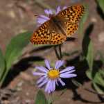 Nog niet nader geindentificeerde vlinder op aster, een bloem die overal uitbundig bloeide.