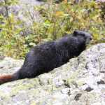 Hoary marmot, de marmotten waren niet schuw, we hebben ze vaak van dichtbij gezien.