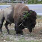 bizons fotograferen in Yellowstone is lastig zonder groothoeklens