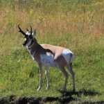 Een pronghorn, het snelste dier in Yellowstone