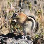 Dit beestje hebben we het allermeest gezien: de chipmunk