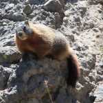 yellow-bellied marmot