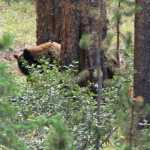 En dan vlak voor het einde van de vakantie toch nog die andere beer: de Grizzly! Niet heel erg dichtbij (dus veilig) en een beetje verstopt, maar we hebben hem gezien!