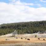 De laatste ochtend: een combinatie van de twee dingen die Yellowstone beroemd maken: wilde beesten en thermische bronnen.