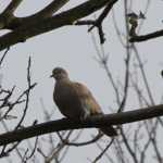 Turkse Tortel (woodpigeon)