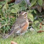 koperwiek (redwing)