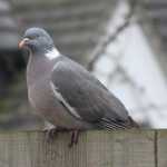 Houtduif (woodpigeon)