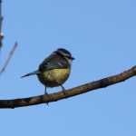 Pimpelmees (blue tit)