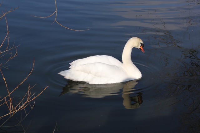 Knobbelzwaan (mute swan)