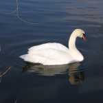 Knobbelzwaan (mute swan)