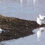 Kokmeeuw (black headed gull)