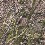 Sperwer (sparrowhawk)