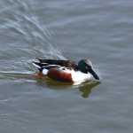 Slobeend (shoveler)