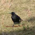 Zwarte kraai (carrion crow)