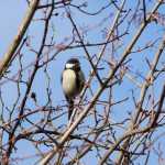 Koolmees (great tit)