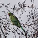 Halsbandparkiet (ring-necked parakeet)