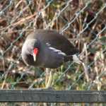 Waterhoen (moorhen)