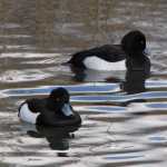 Kuifeend (tufted duck)