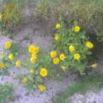 Tussen het zand bleken zowaar goudsbloemen te groeien