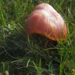 Ook op Iona was de herfst begonnen, tussen de hei stonden er her en der paddestoelen