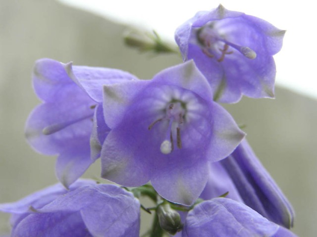 de alpine kas in Kew Gardens was naast zeer bloemrijk ook zeer waterdicht, geen vervelende plaats om te schuilen voor de regen